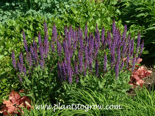 Salvia nemorosa Wesuwe
May 30th